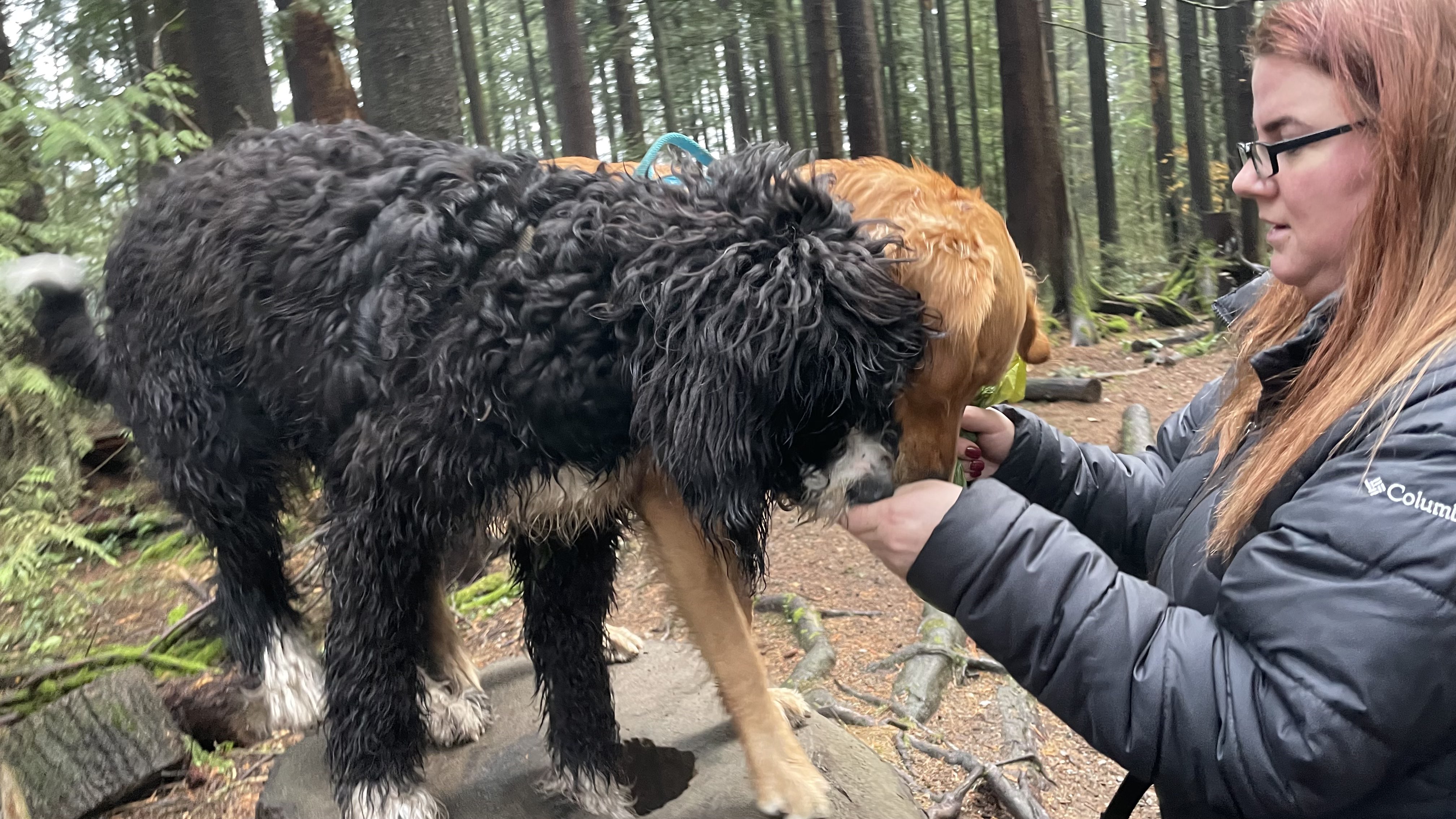 dogs at mundy