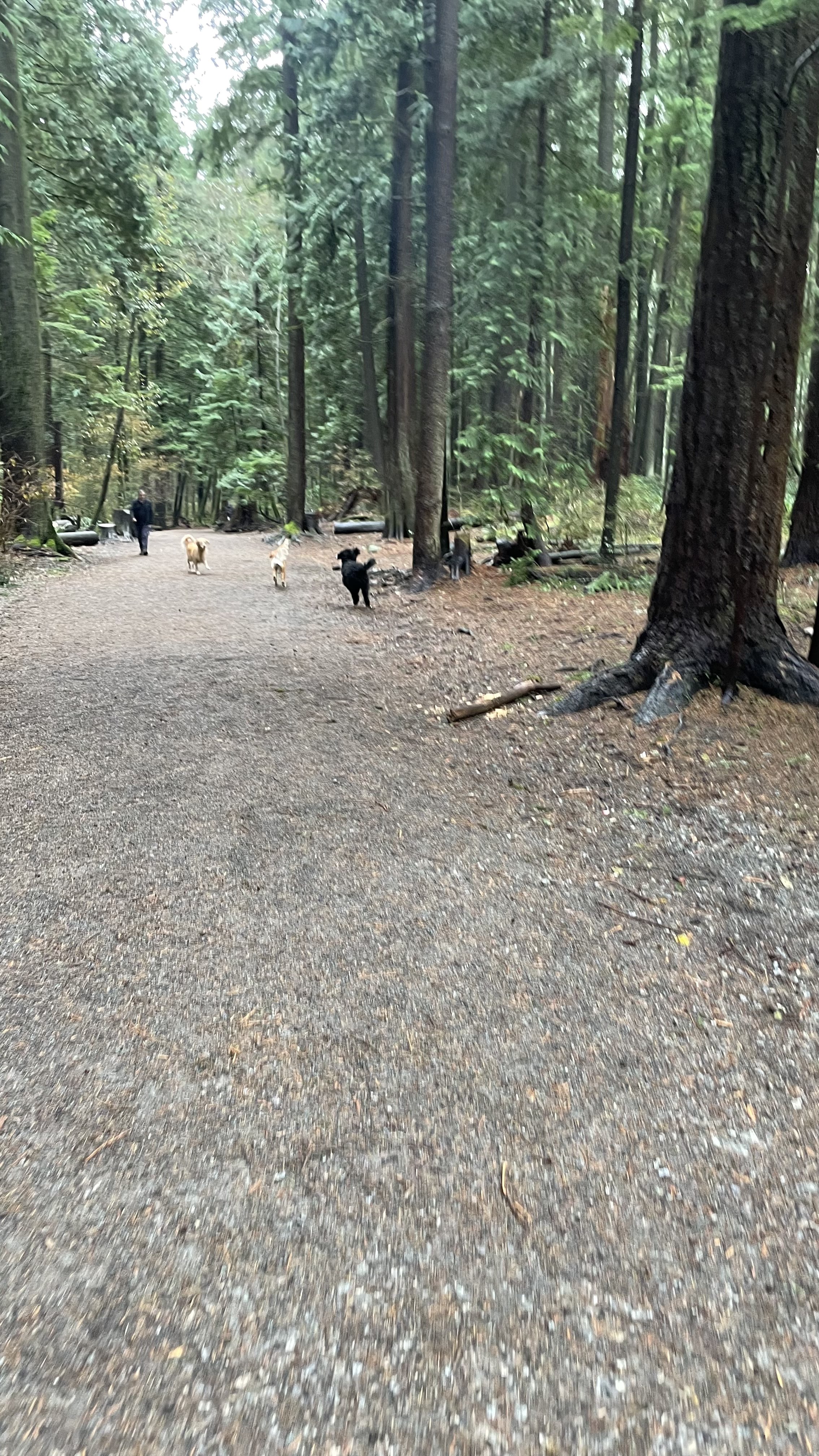 dogs at mundy